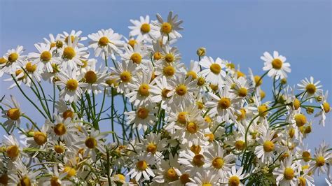 Kamilla Maggye Leaks (SEX) 😈