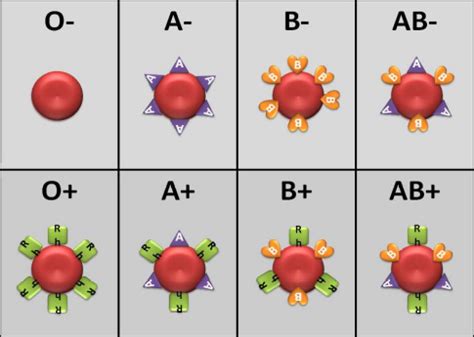 Kan tipleri, A, B ve Rh antijenlerinin varlığına veya yokluğuna göre belirlenir.