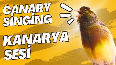 Kanarya sesi ötümü YouTube. 