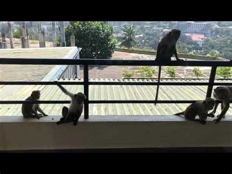 Kandy mountain monkey 🐒🙉 - YouTube