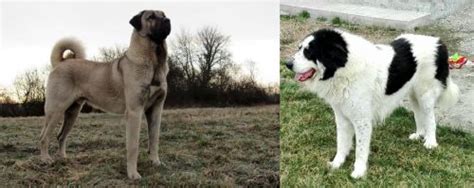 Kangal Dog vs Ciobanesc de Bucovina - Breed Comparison