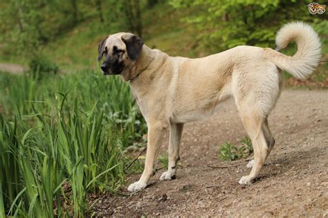 The Kangal is Turkey's national dog, known for its independence and courage. These dogs are exceptional guardians of livestock, protecting them from predators like wolves and bears. Kangals have a rich history intertwined with the history of Turkey. They are genetically distinct from other Anatolian herding dogs but not officially recognized as .... 