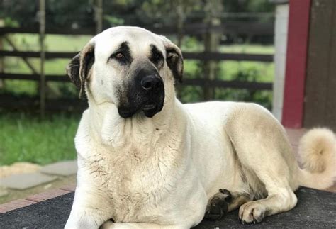 And, even today, they pretty much have the same appearance, disposition, and behavior because of strict breeding standards. The Kangal first made its way to the US in 1985, through the efforts of David and Judith Nelson. In 1998, the breed received official recognition from the United Kennel Club. How Do I Spot a Kangal?.