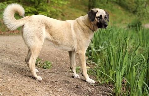 Kangal dog the ultimate kangal dog manual kangal dog care costs feeding grooming health and training all. - Routledge handbook of science technology and society download.