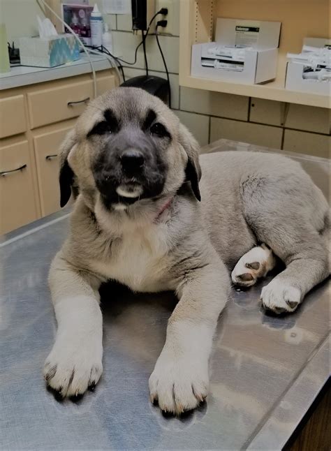 Kangal for sale. Find Kangal puppies for saleNear Tennessee. Find Kangal puppies for sale. Calm and confident, the Kangal hails from Turkey where they served as livestock guardians. With consistent socialization and exercise, this breed is an excellent family companion. Learn more. 
