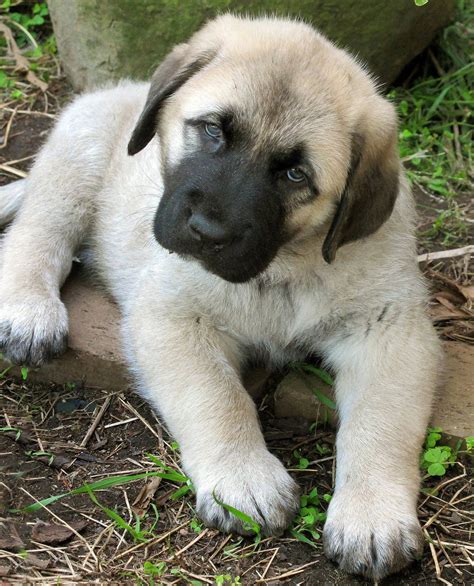 Find Kangal puppies for saleNear Colorado. Calm and confident, the Kangal hails from Turkey where they served as livestock guardians. With consistent socialization and exercise, this breed is an excellent family companion. Learn more. Transportation. . Kangal puppies for sale