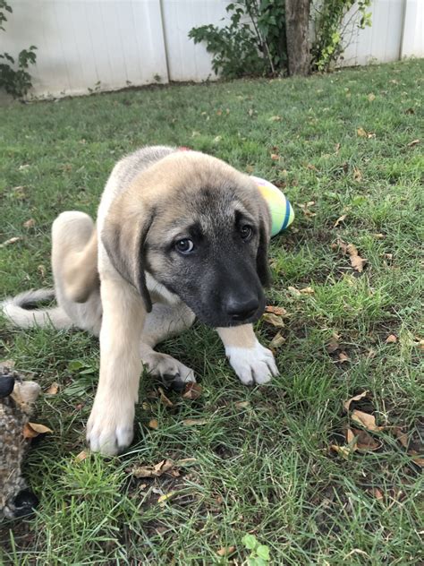 Kangal puppies for sale ny. Puppy Time. We are members of the Kangal Dog Club of America and adhere to their Breeders' Code of Ethics. Our breeding Kangals are DNA health tested and OFA hips certified. Our priority is to place puppies as livestock guardian dogs on working farms or ranches. We do not sell them a personal protection dogs. 