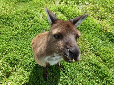 Kangaroo Island Wildlife Park (Seddon) - All You Need to Know …