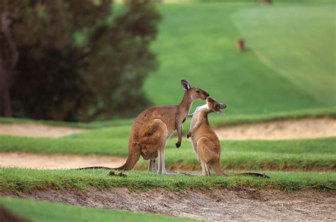 Kangaroo Perth Australia
