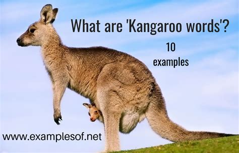 Kangaroo Word Definition and Examples in English