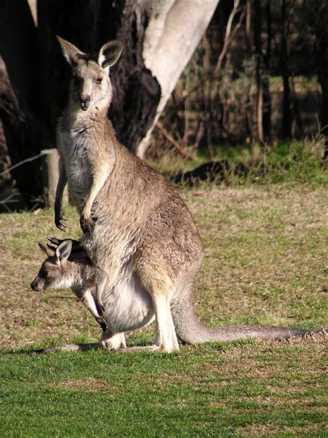 Kangaroo and joey. Observe a kangaroo (a marsupial) carrying its joey and feeding and moving about in its natural habitat Learn about kangaroo behaviour by watching … 