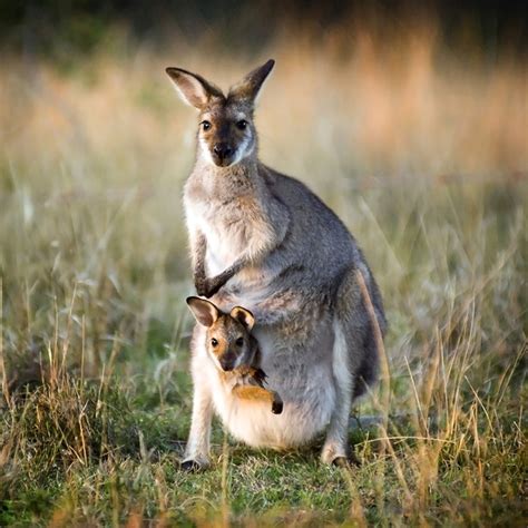 Kangaroo baby. Things To Know About Kangaroo baby. 