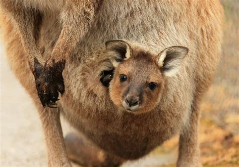 Kangaroo pouch inside. 26 Feb 2020 ... Baby kangaroos look like little aliens! 🦘️ Thanks to Animal EDventure Park for the video! 