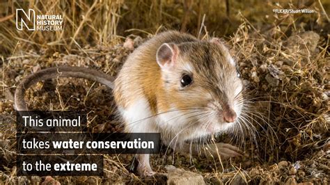 Kangaroo rat showsadaptation to meet all its water requirement