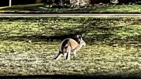 Kangaroo spotted running along Oshawa roadside: lost pet group