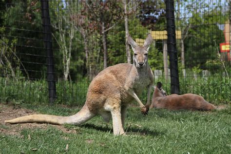Kangaroo zoo. Western Grey Kangaroo One of the largest marsupials, this species is identifiable by its grey-brown fur and a tail that darkens towards the tip. Native to much of southern Australia, the Western Grey Kangaroo is found in a wide range of habitats, from woodlands to grasslands. ... Free with Zoo Admission! 