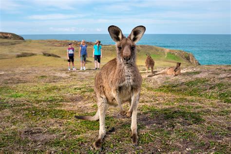 Kangaroos and Wallabies - Coffs Coast