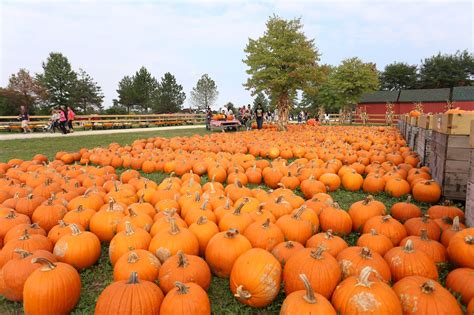 Kankakee, IL Pumpkin Patch Farms and Pumpkin Picking Guide