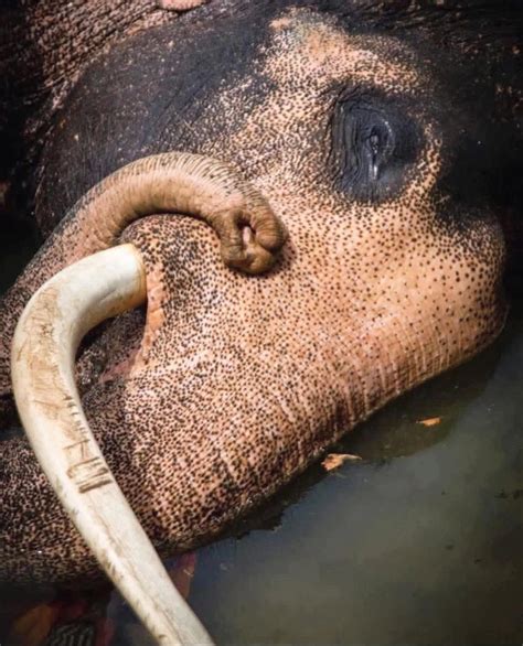 🍑 Kanoktip Tummamon Leaked [PPV]