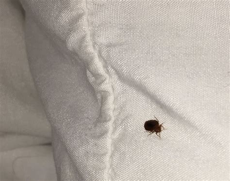 Kansas Bed Bug Hotel and Apartment Reports BedBugReports.com