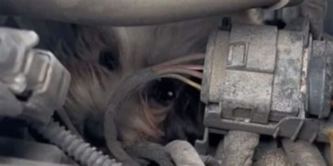 Kansas City Royals staff rescue dog stuck inside car engine