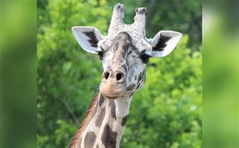 Kansas City Zoo mourning loss of oldest Masai giraffe, Mahali