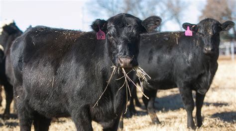 Kansas Cows EXPLAINED: What