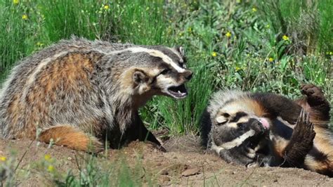 Kansas badgers. Things To Know About Kansas badgers. 