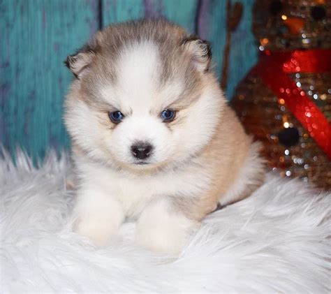 Kansas city puppies for sale. Things To Know About Kansas city puppies for sale. 