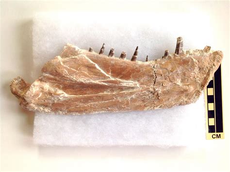 Kansas fossils. The fossil, which remains in the same museum under the catalog number MCZ 4374, was recovered from a deposit of the Niobrara Formation located in the vicinity of Monument Rocks ... Russell (1967) amended this identification by elevating the taxon to a distinct species. He also identified a mosasaur fossil from the Niobrara Formation in Kansas … 