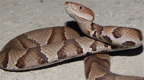 Kansas Herpetofaunal Atlas KHS « » REPTILIA (Reptiles) SQUAMATA (PART) (Snakes) COLUBRIDAE (Harmless Egg-laying Snakes) Gophersnake Pituophis catenifer (Blainville 1835) pĭt-ū-ō-fĭs — kă-tĭn-ĕh-fŭr Conservation Status: State: None Federal: None NatureServe State: S5 - Secure NatureServe National: N5 - Secure NatureServe Global: G5 - Secure. 