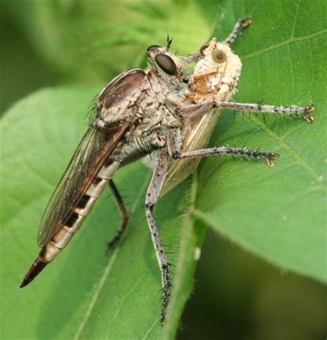 THE INSECT PEST SURVEY BULLETIN A periodical review of entomological conditions throughout the United States issued on the first of each month from March to December, inclusive. V. 