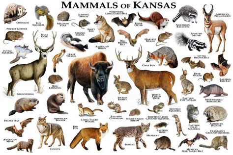 Almost every state lists an official state mammal. For 13 states, it's the white-tailed deer. Here's a full list of the state animals across the U.S.. 