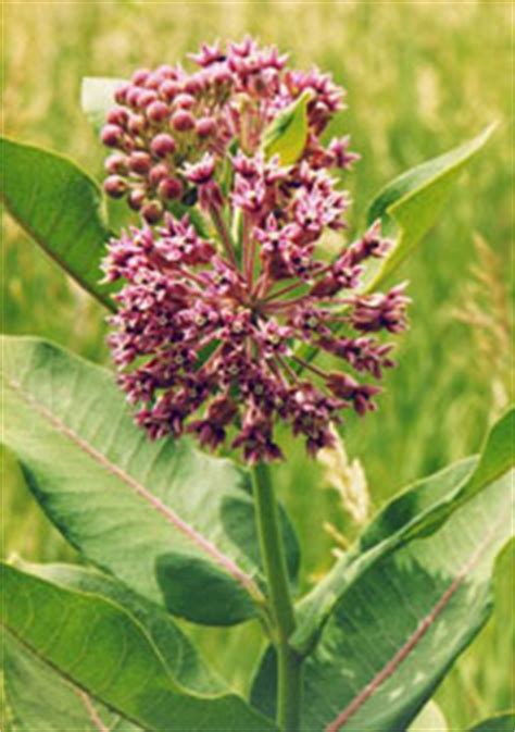 Kansas milkweed. If tropical milkweed snaps them out of their diapause, they lay eggs instead and do not migrate further south. This is a particular concern in places like Oklahoma, Texas, and Kansas, where tropical milkweed can last longer into the year. If a cold snap occurs, any eggs, adults or caterpillars on the tropical milkweed will not survive. 