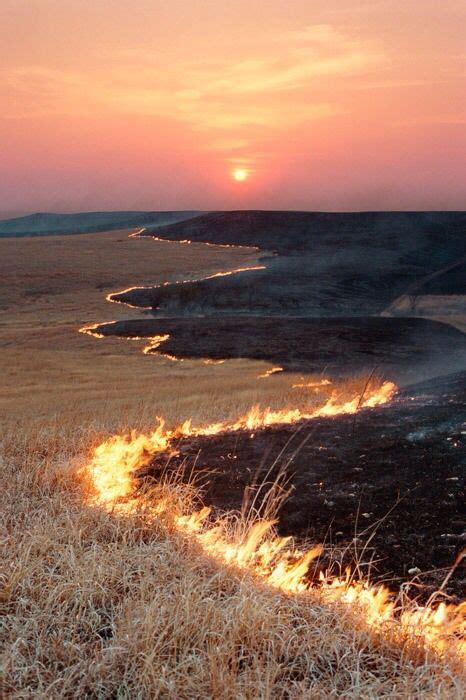 Stop the prairie fires and Kansas is a garden of Eden." --Walnut Valley Times, 1875. Burning Pasture. Not all settlers believed prairie fires were bad, though. Early ranchers observed American Indians burning the grasslands and learned that cattle preferred the new growth on burned land. Particularly in the Kansas' Flint Hills, ranchers defied .... 