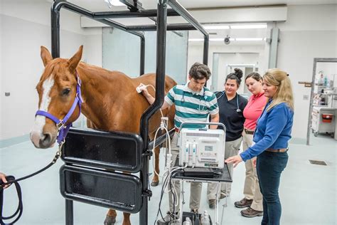 Feb 9, 2020 · Part 2: List of the 15 Best Vet Schools. University of California—Davis School of Veterinary Medicine. US News and World Report Rank: 1. Location: Davis, CA. Public or Private: Public. Special notes on faculty: Over 300 faculty. The UC Davis website boasts of its professors’ standing in “transdisciplinary research,” especially. . 