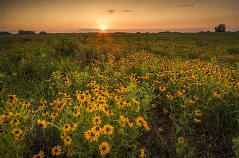 Kansas wildflowers. Things To Know About Kansas wildflowers. 
