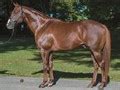 Kantharos- Stallion Register - Equineline.com