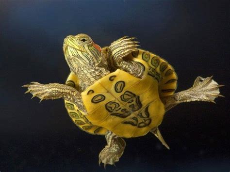 Kaplumbağa isimleri ve anlamları