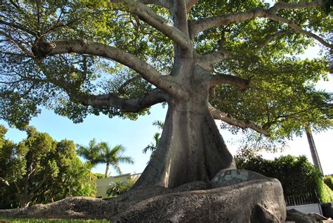 The Kapok Tree. Kapok Trees are beautiful with a mystical story. The Mayans believed the spirits of the dead climbed these trees to heaven. They grow to be 130 feet. This Kapok Tree is at the corner of Southard Street & Margaret Street in Key West. It’s beautiful and one of the most photographed tres on KW.. 