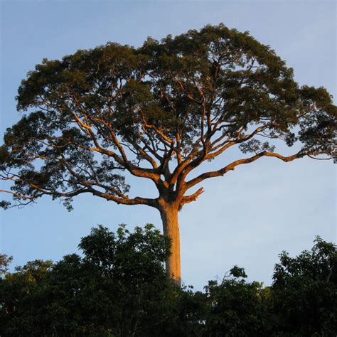 The tree died in 1893 from flood damage. The tallest buttresses are those of Huberodendron duckei (Bombacaceae) of the Amazon basin which extend up to 70 ft (21 m) up a tree about 145 ft (44 m) in height. The most extensive buttresses are those of the Kapok, or Silk Cotton Tree (Ceiba pentandra), of the Neotropics and tropical Africa. The ...