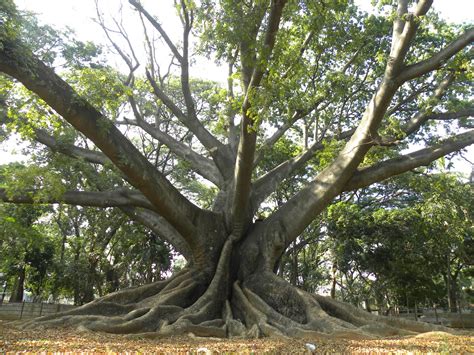 Characteristics. The tree grows up to 240 ft (73 m) tall as confirmed by climbing and tape drop [4] with reports of Kapoks up to 77 meters (252 feet) tall. [5] These very large trees are in the Neotropics or tropical Africa. The Southeast Asian form of C. pentandra only reaches ninety feet (27 meters). [6] . 