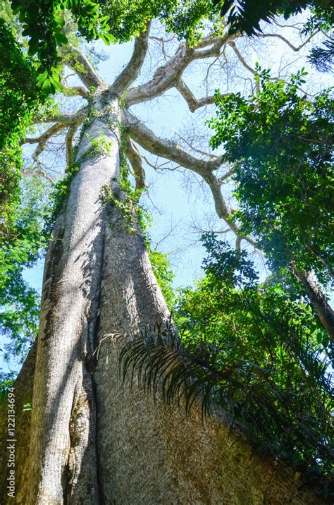 Apr 25, 2017 · The Kapok tree is found in the Amazon rain forest. The Amazon rainforest is home to a bewildering array of wildlife, including macaws, toucans, tyrant flycatchers, capybaras, tapir, sloths, squirrel monkeys, red howler monkeys, jaguars, and caimans. Click the link, Virtual Field Trip – Amazon Rainforest, to learn about the layers of the ... . 