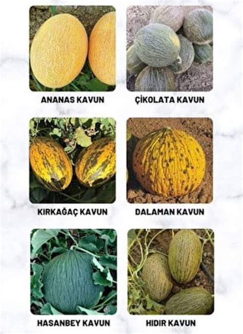 Karışık Cinste Köylü Kavunu Ata Tohumu (1500 Adet) ÇiftçidenEve.