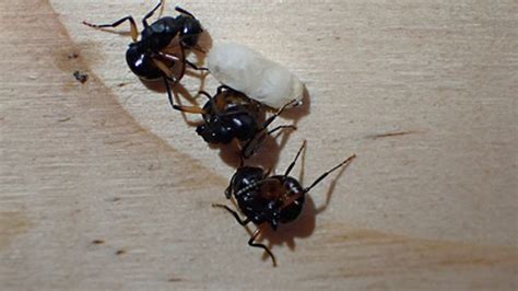 Karınca kolonisi nasıl kurulur