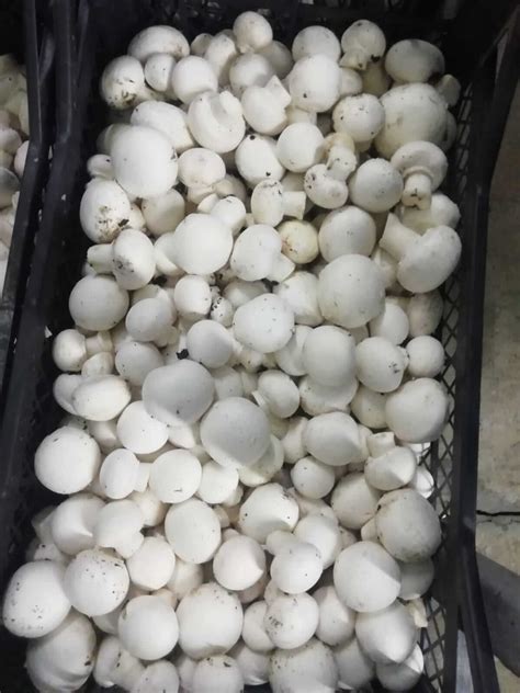 Kar Mantar Ana Sayfa.