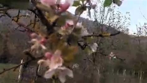 Karabük'te elma ağacı Kasım ayında ikinci kez çiçek açtı.