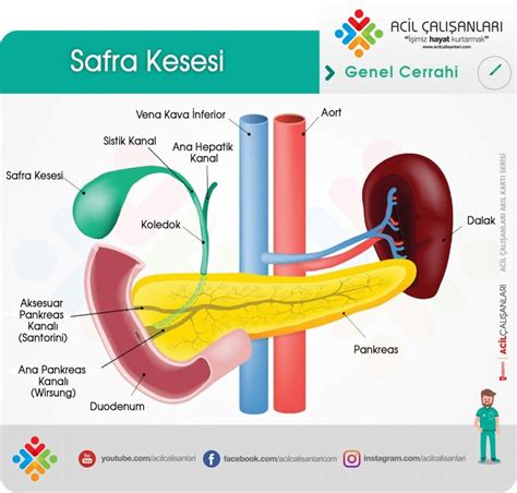 Karaciğer hastalığı ya da safra yolu tıkanıklığını belirlemek için ALT, AST, ALP ve bilirubin gibi karaciğer testleri ile birlikte GGT Testi de yapılmaktadır.