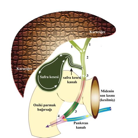 Karaciğerden çıkan safranın toplandığı organ