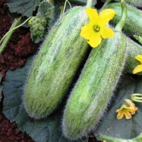 Karadibek Halı ve Koltuk Yıkama